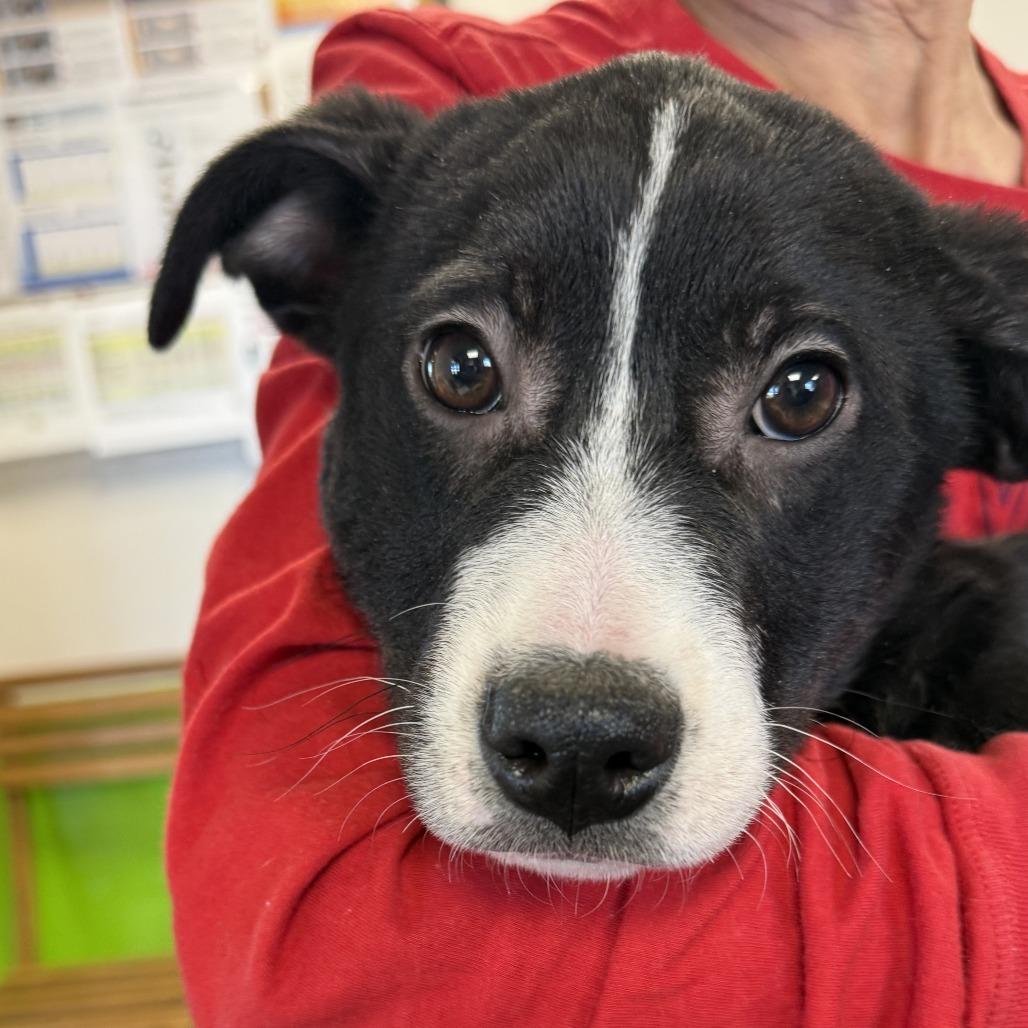 Annie, a Adoptable Mixed Breed in Ponca City, OK image 1/5