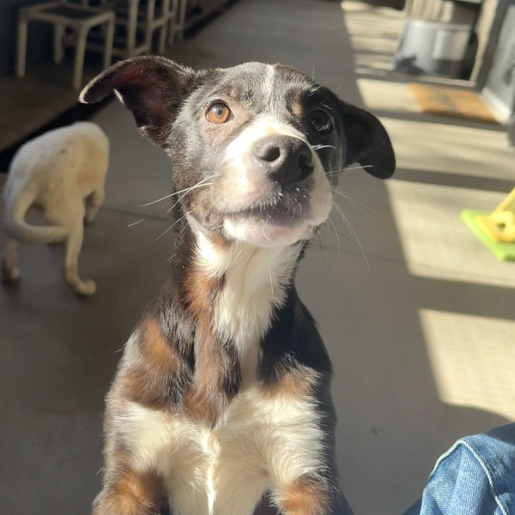 Annie, a Adoptable Mixed Breed in Ponca City, OK image 2/5