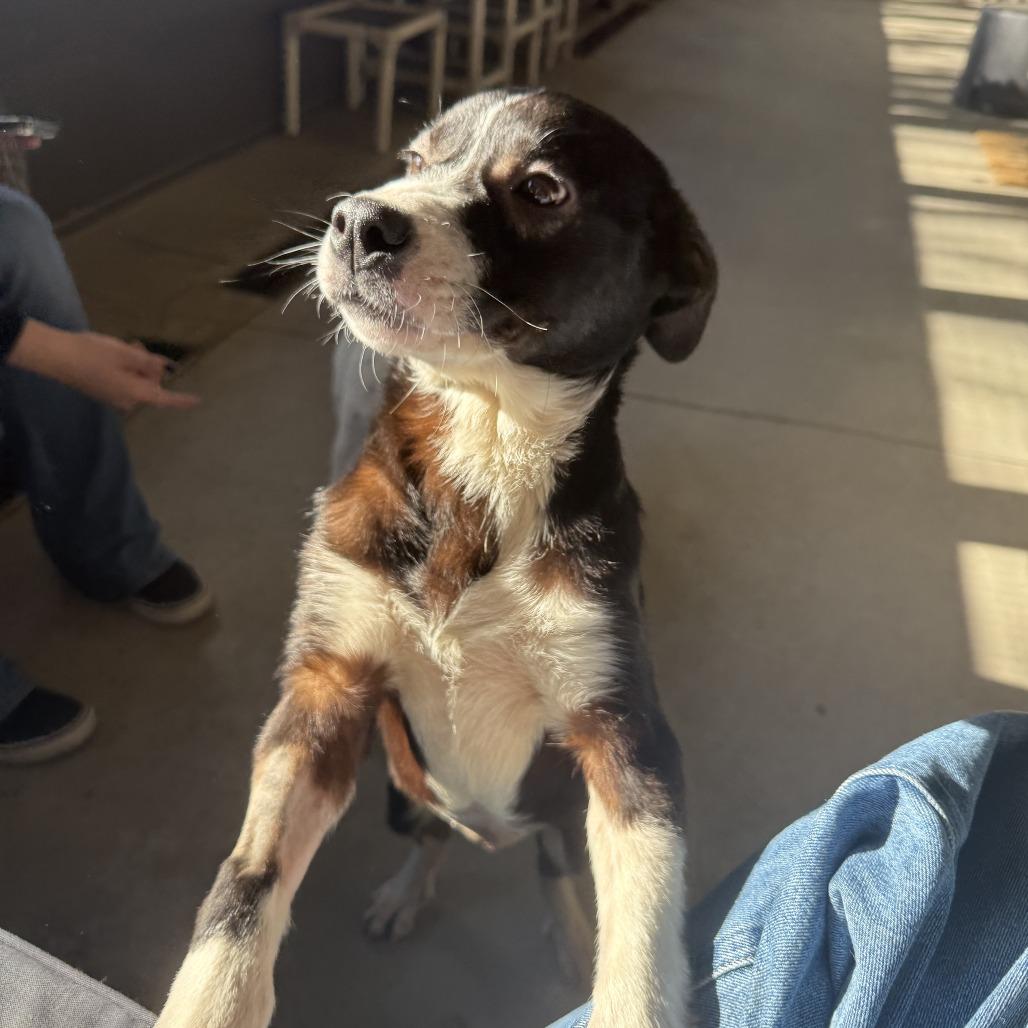 Annie, a Adoptable Mixed Breed in Ponca City, OK image 3/5