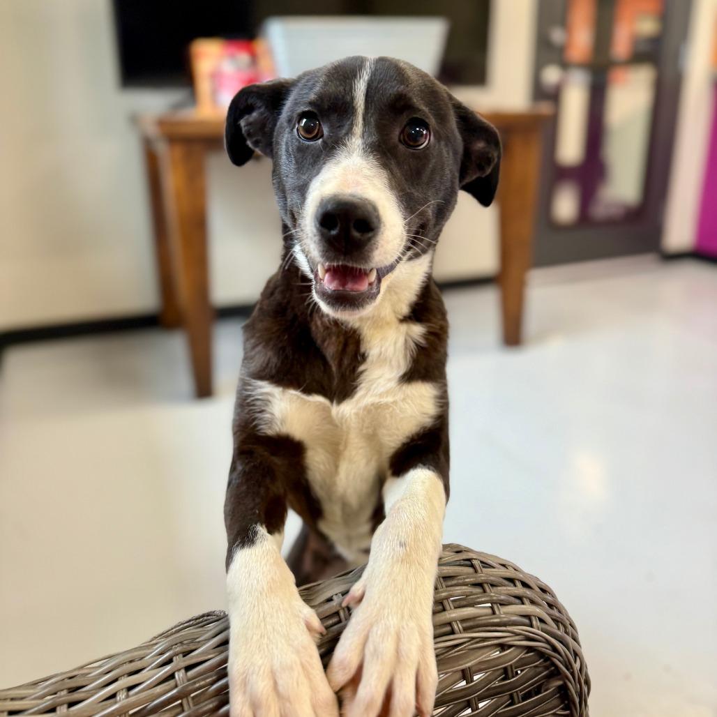 Enlarge Annie, a Adoptable Mixed Breed in Ponca City, OK image 4/6