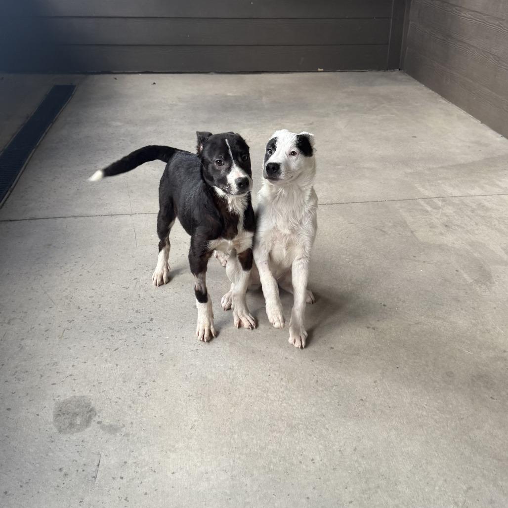 Annie, a Adoptable Mixed Breed in Ponca City, OK image 4/5