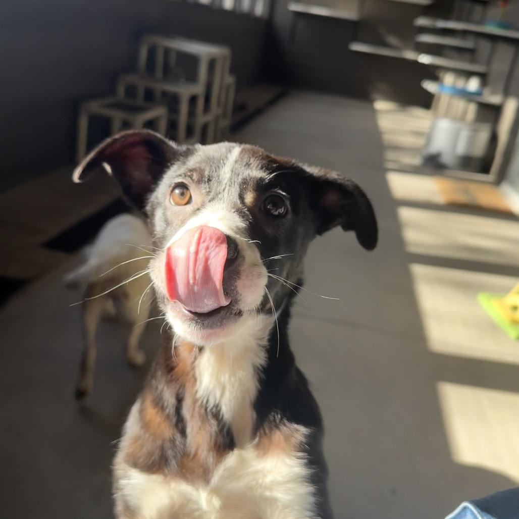 Annie, a Adoptable Mixed Breed in Ponca City, OK image 5/5