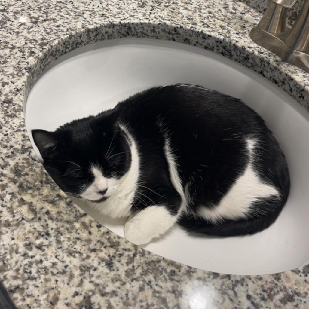 Enlarge Nora, a Adoptable Domestic Short Hair in Chaska, MN image 1/4