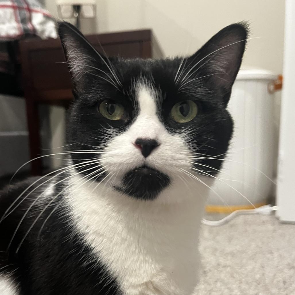 Enlarge Nora, a Adoptable Domestic Short Hair in Chaska, MN image 2/4