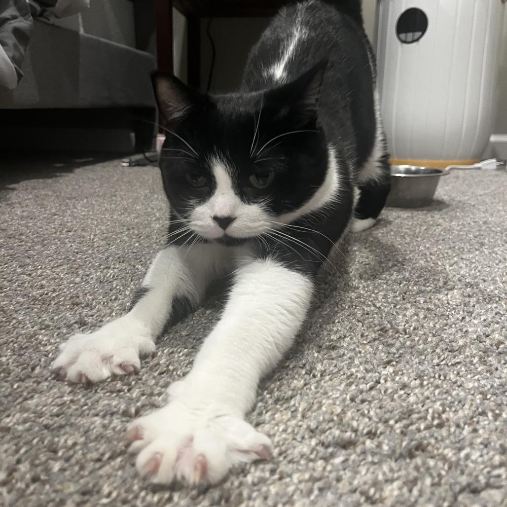 Enlarge Nora, a Adoptable Domestic Short Hair in Chaska, MN image 3/4