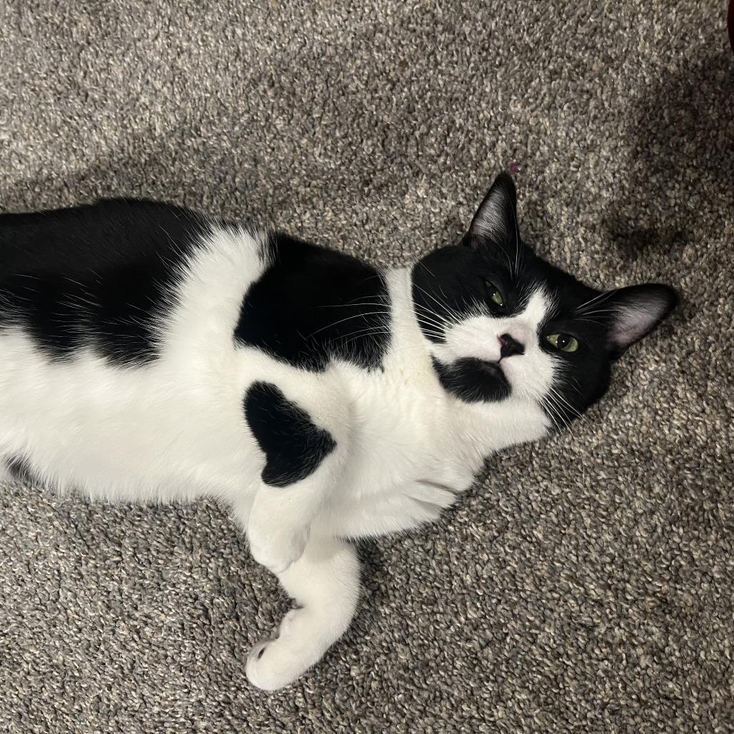 Enlarge Nora, a Adoptable Domestic Short Hair in Chaska, MN image 4/4