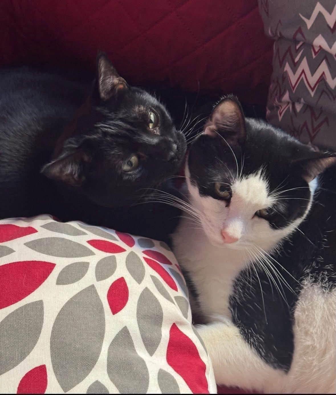 Enlarge Jax & Venus ( Bonded Pair), a Adoptable Domestic Short Hair in Staten island, NY image 5/6