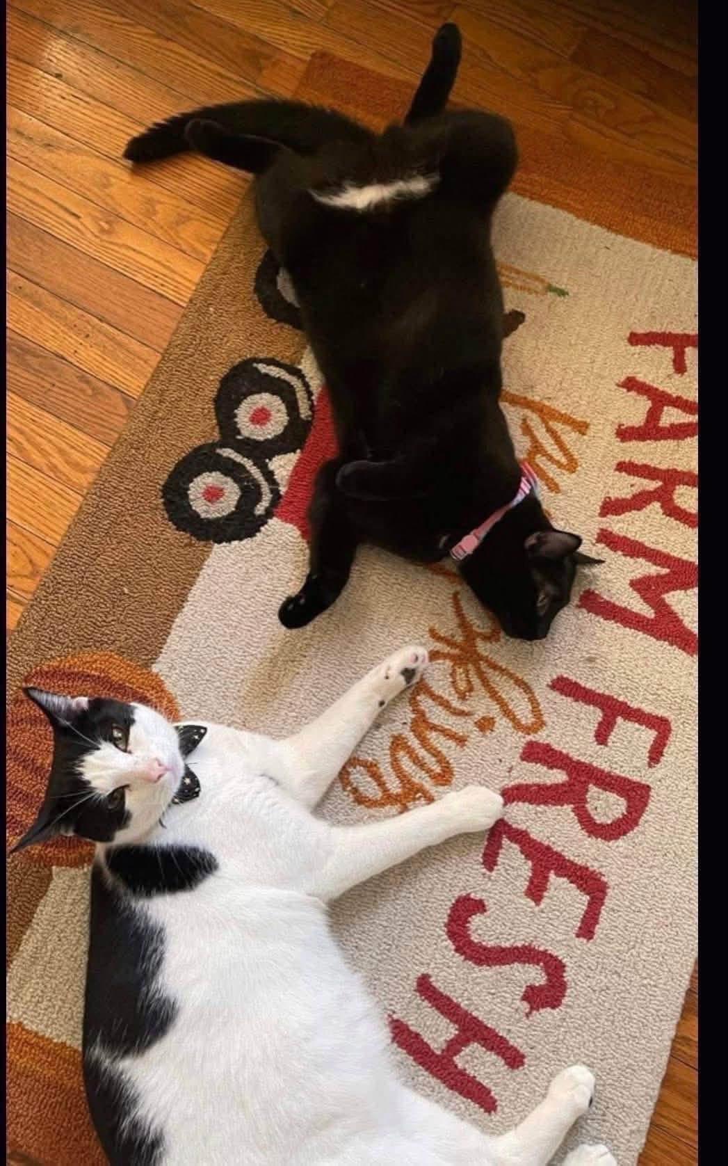 Enlarge Jax & Venus ( Bonded Pair), a Adoptable Domestic Short Hair in Staten island, NY image 4/6