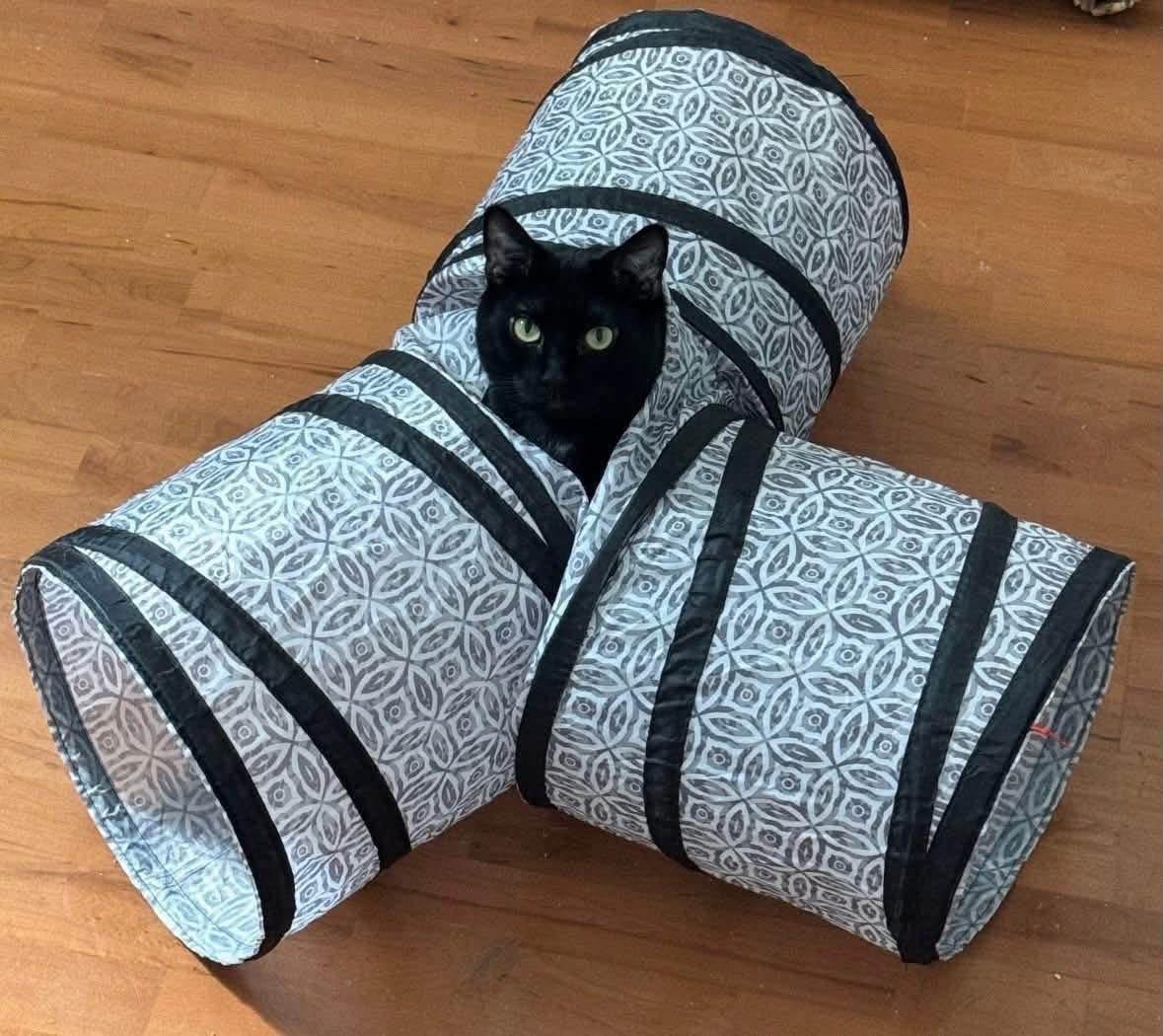 Enlarge Jax & Venus ( Bonded Pair), a Adoptable Domestic Short Hair in Staten island, NY image 3/6