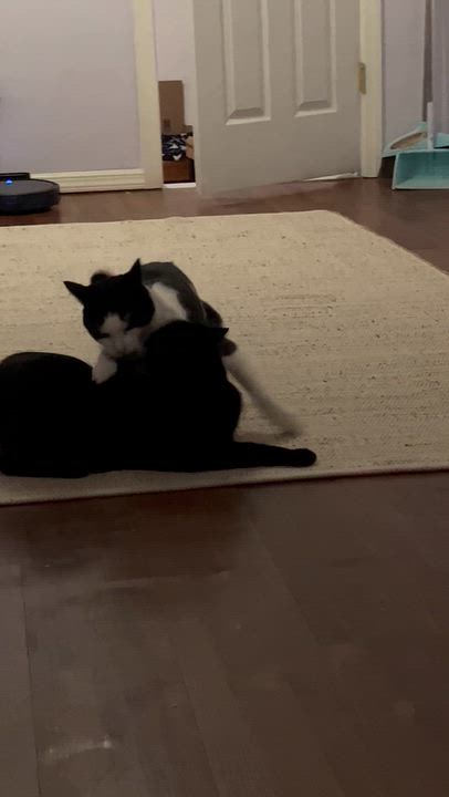 Enlarge Jax & Venus ( Bonded Pair), a Adoptable Domestic Short Hair in Staten island, NY video 6/6