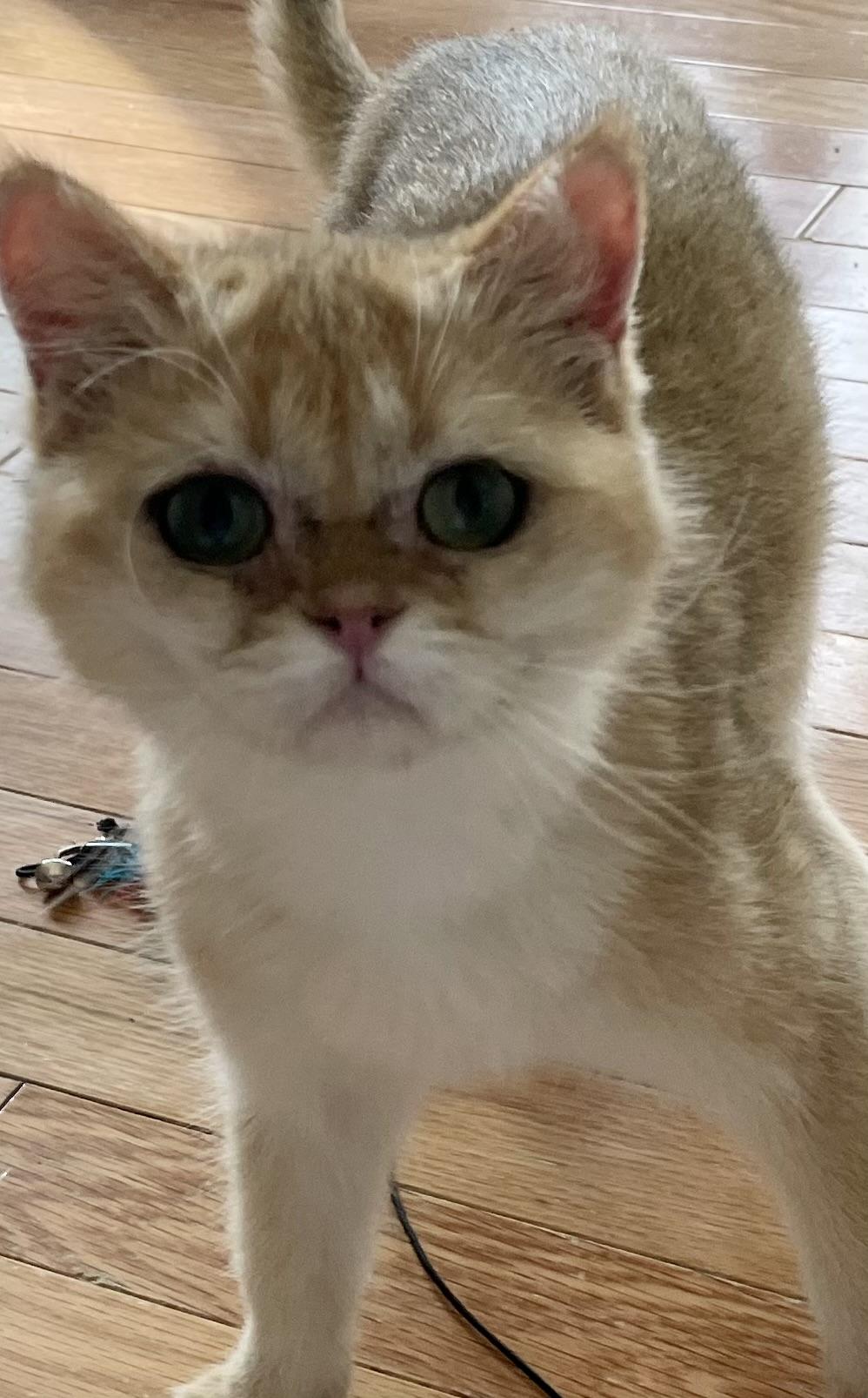 Mika
