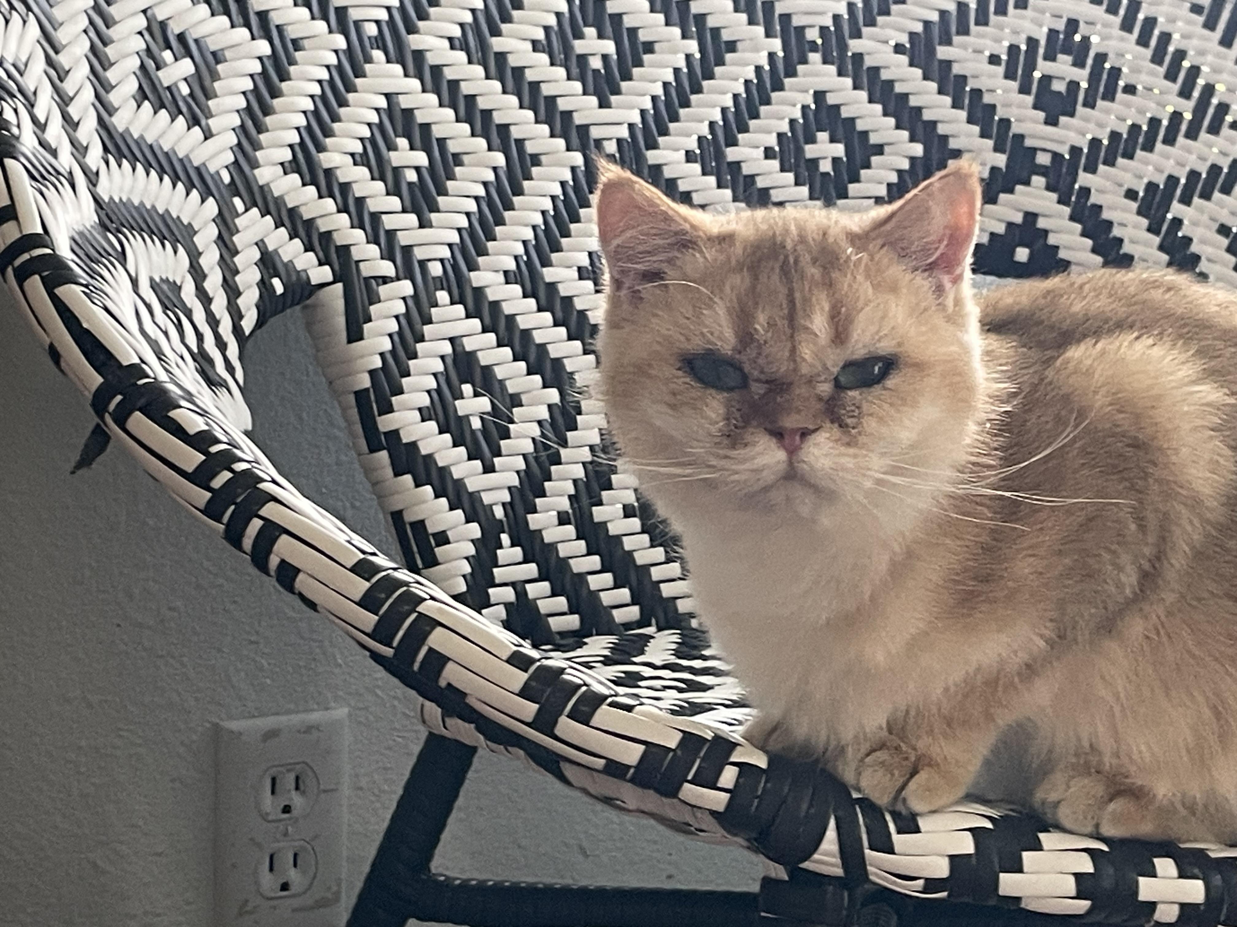 Enlarge Mika, a Adoptable Devon Rex in Beverly Hills, CA image 2/5