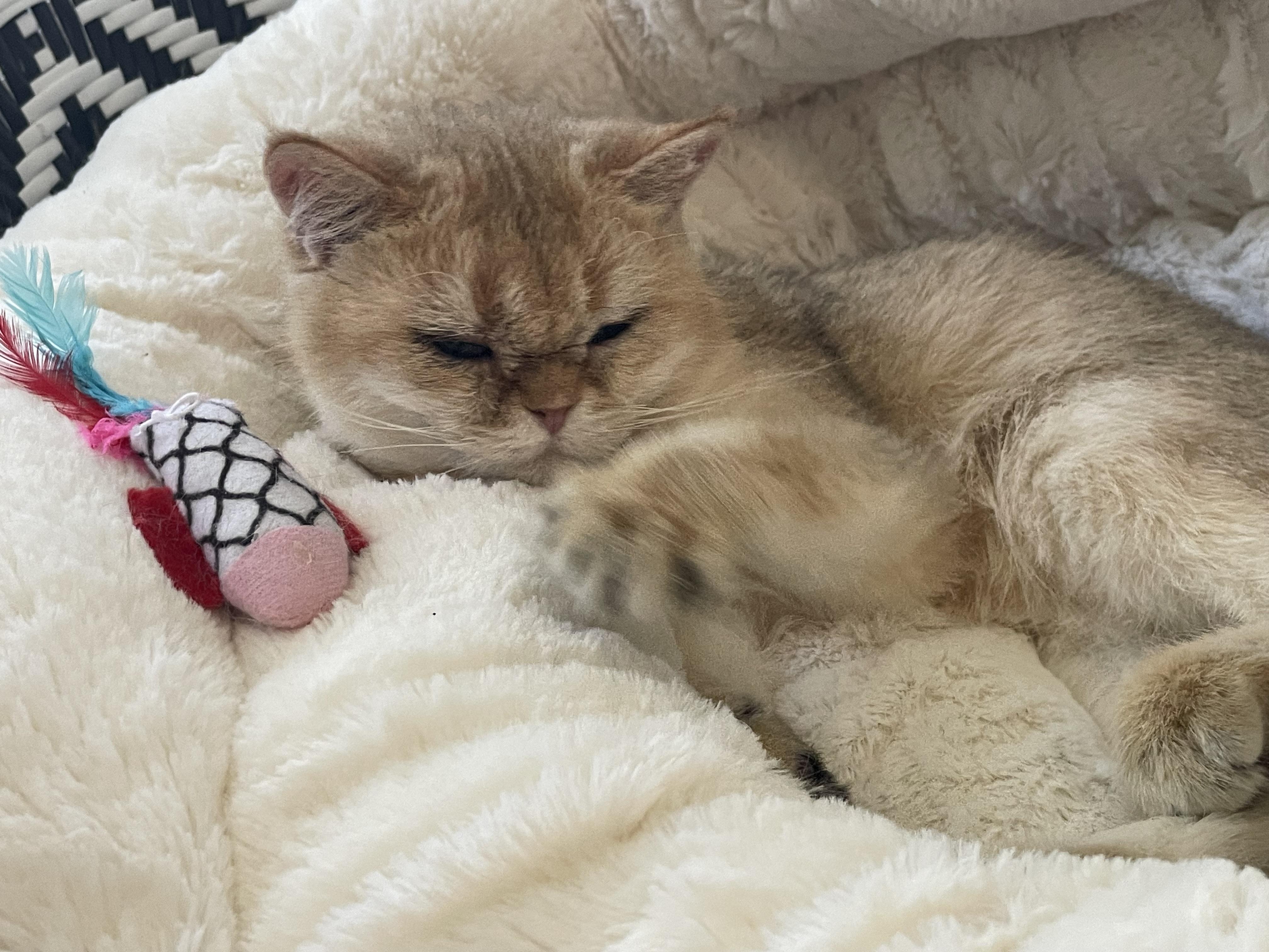 Enlarge Mika, a Adoptable Devon Rex in Beverly Hills, CA image 5/5