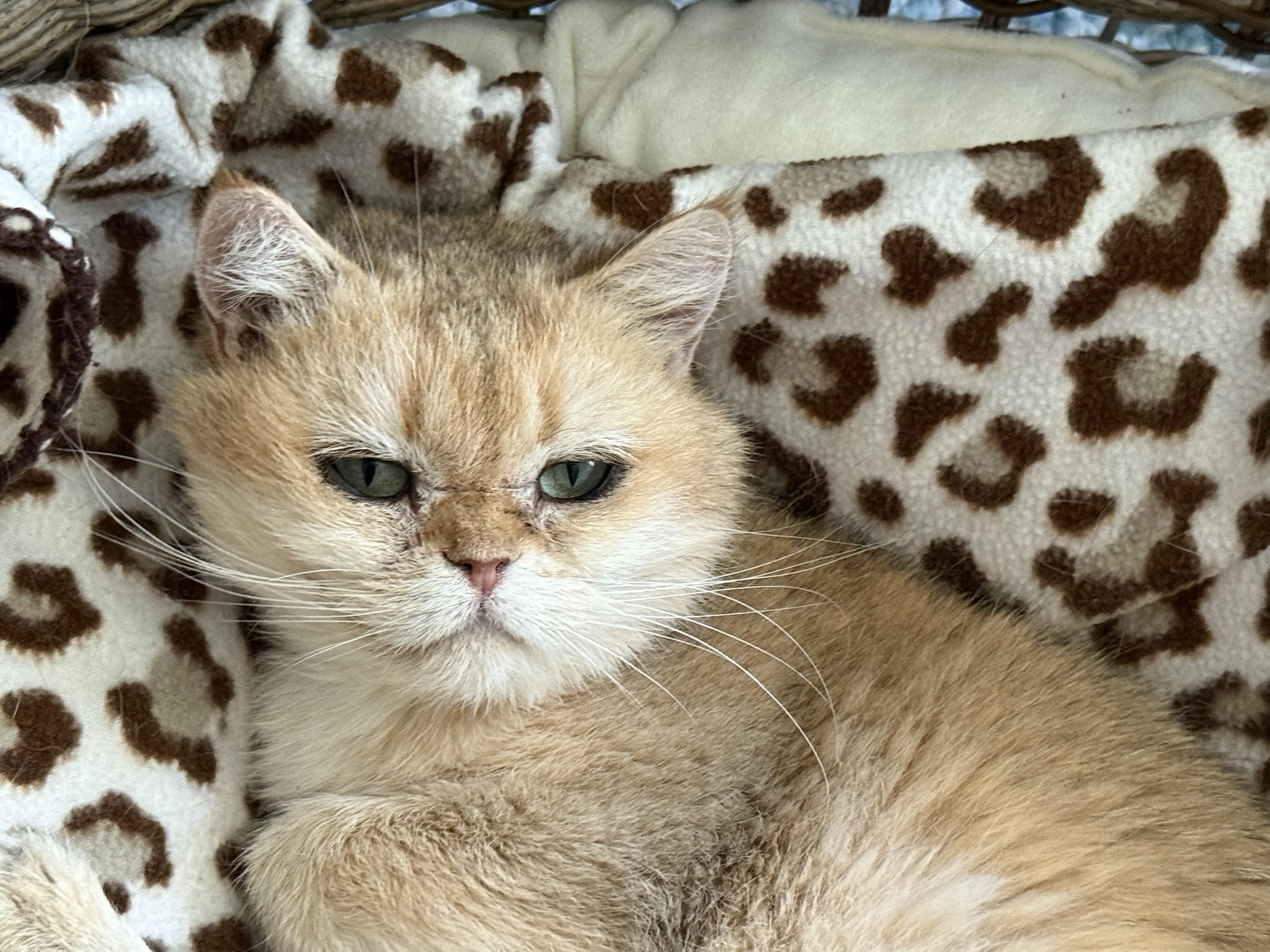 Enlarge Mika, a Adoptable Devon Rex in Beverly Hills, CA image 3/5