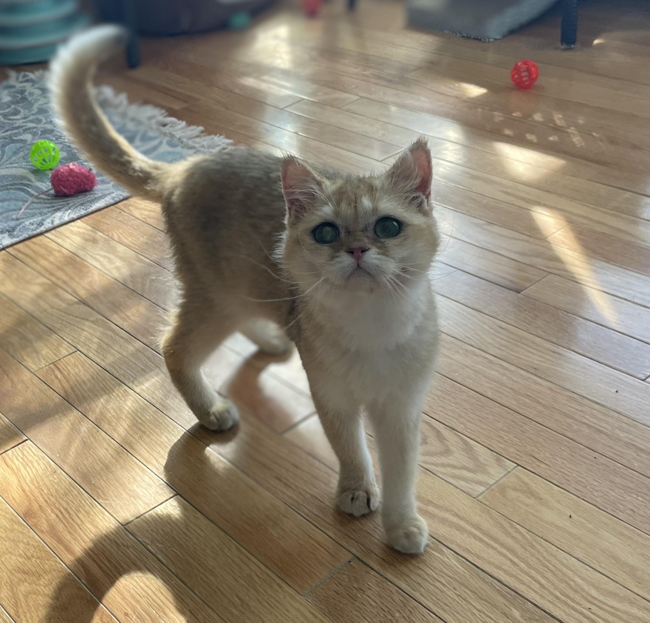 Enlarge Mika, a Adoptable Devon Rex in Beverly Hills, CA image 4/5