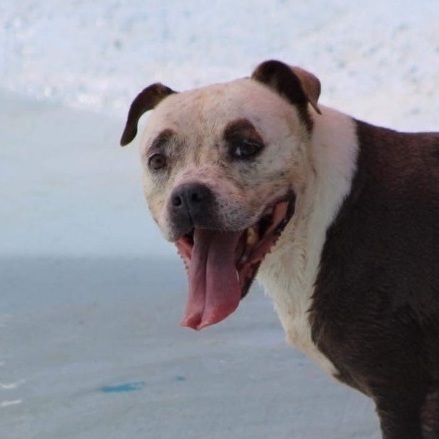 Enlarge Sakura, a Adoptable Pit Bull Terrier in Boston, MA image 2/6