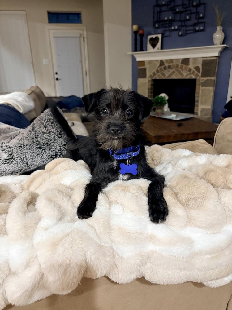 Ferb, Adoptable, Puppy Male Chihuahua & Shih Tzu.