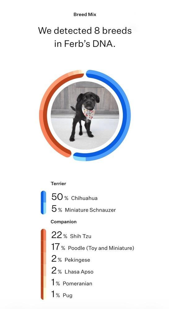 Ferb, a Adoptable mixed breed in Frisco, TX image 2/6