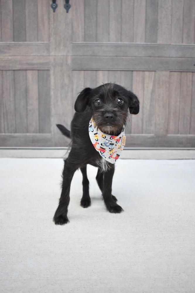 Ferb, a Adoptable mixed breed in Frisco, TX image 3/6