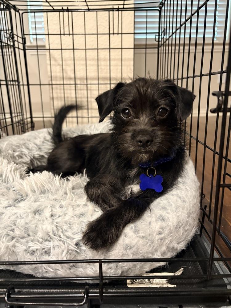Ferb, a Adoptable mixed breed in Frisco, TX image 4/6