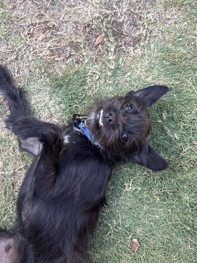 Ferb, a Adoptable mixed breed in Frisco, TX image 5/6