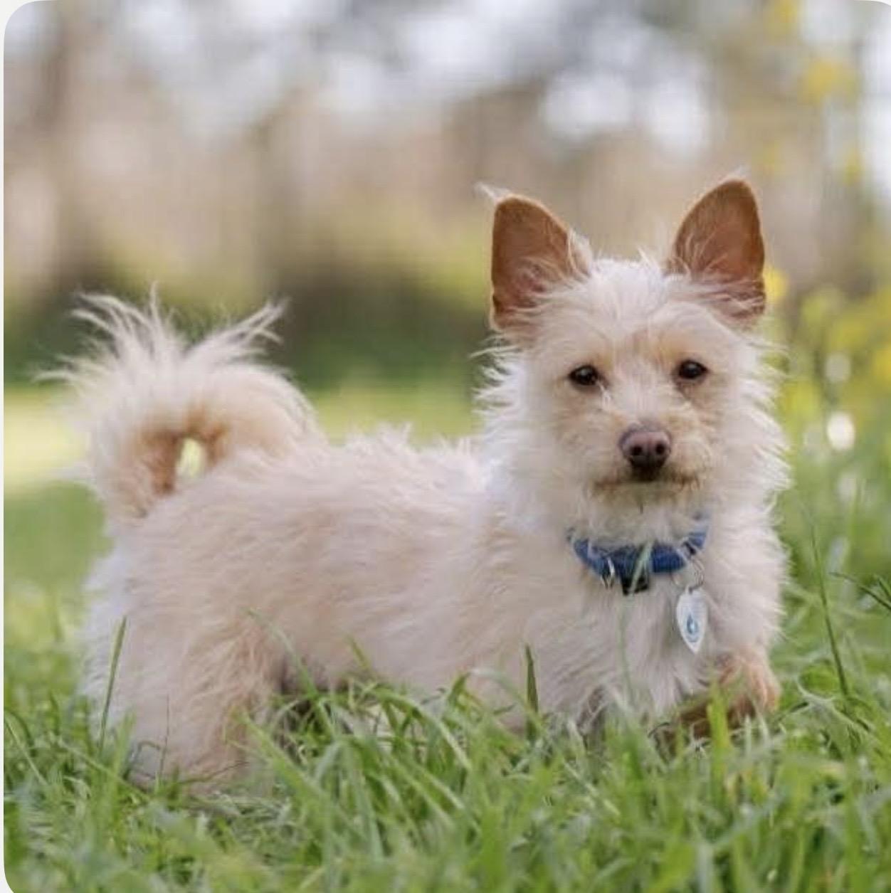 KD, ADOPTABLE, Adult Female Yorkshire Terrier.