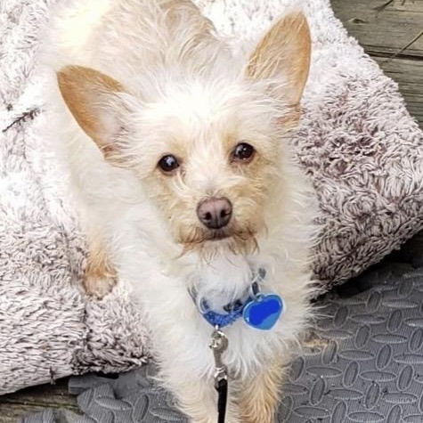 Enlarge KD, a ADOPTABLE mixed breed in Santa Rosa, CA image 1/1