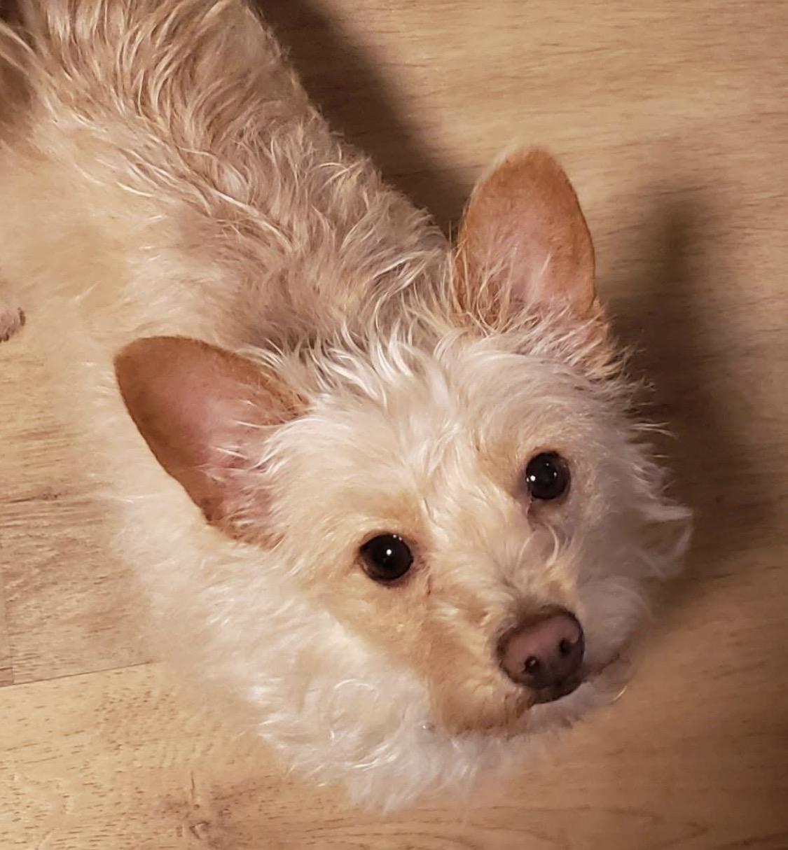 Enlarge KD, a ADOPTABLE mixed breed in Santa Rosa, CA image 3/6