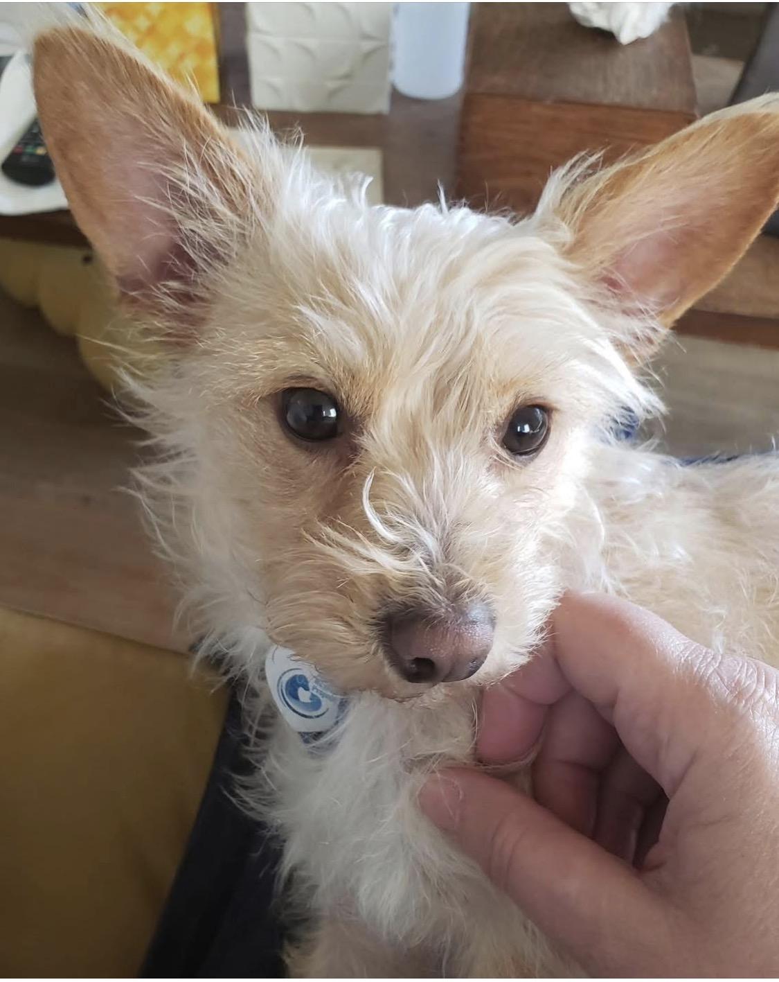 Enlarge KD, a ADOPTABLE mixed breed in Santa Rosa, CA image 4/6