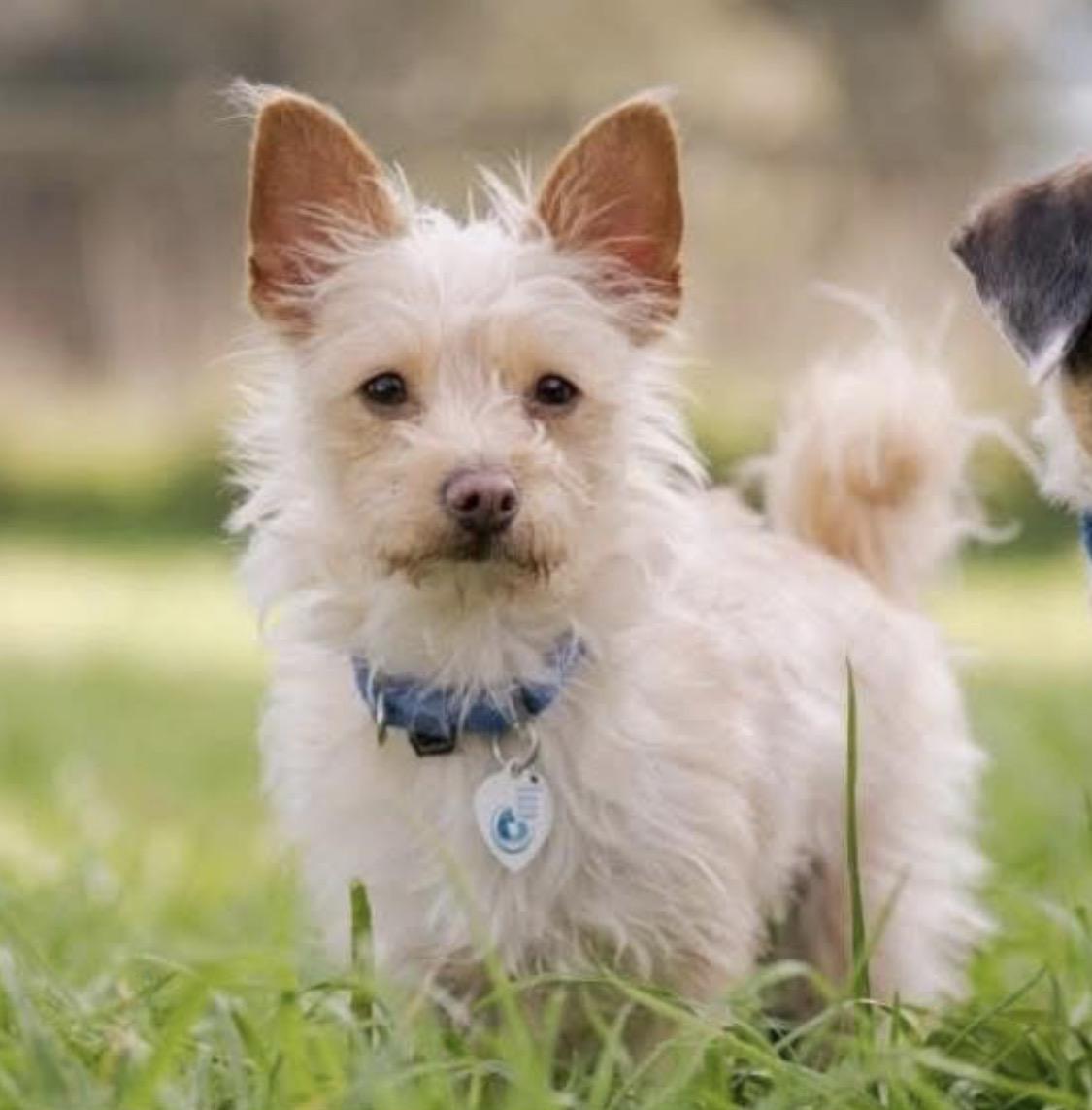 Enlarge KD, a ADOPTABLE mixed breed in Santa Rosa, CA image 1/6