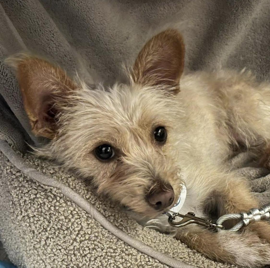 Enlarge KD, a ADOPTABLE mixed breed in Santa Rosa, CA image 5/6