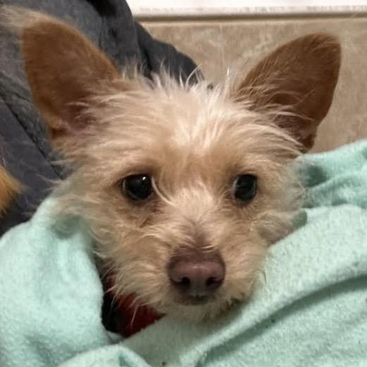 KD, ADOPTABLE, Adult Female Yorkshire Terrier.