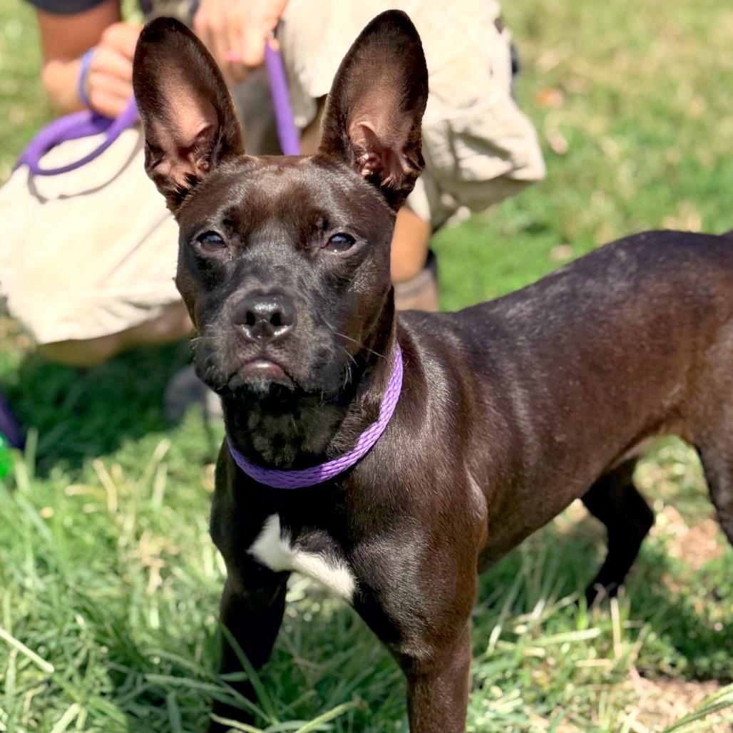 Enlarge Marmalade, a Adoptable mixed breed in Huntington, WV image 2/6