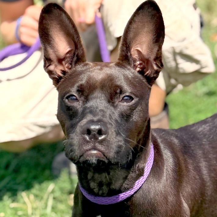Enlarge Marmalade, a Adoptable mixed breed in Huntington, WV image 4/6