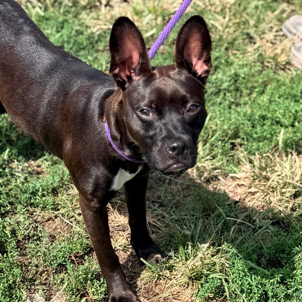 Enlarge Marmalade, a Adoptable mixed breed in Huntington, WV image 5/6