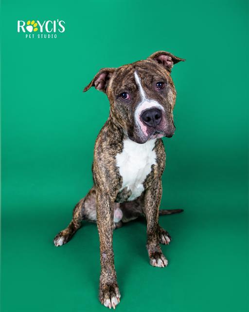 BRICK, Adoptable, Young Male American Bulldog & Mixed Breed.
