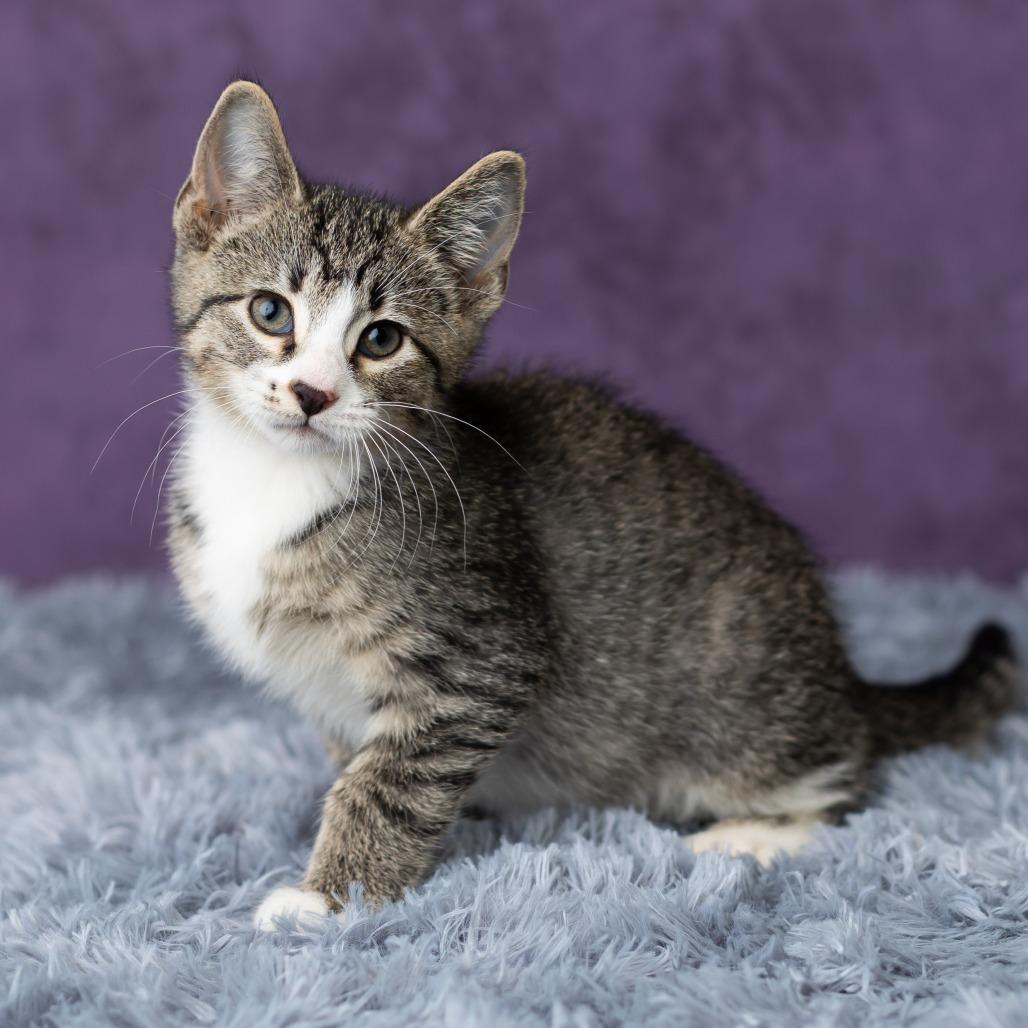 Roan Inish, Adoptable, Kitten Male Domestic Short Hair.