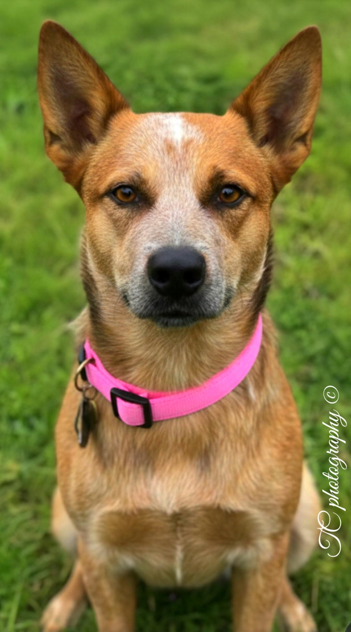 Enlarge KAT, an adopted Australian Cattle Dog / Blue Heeler in Jacksonville, FL image 2/2
