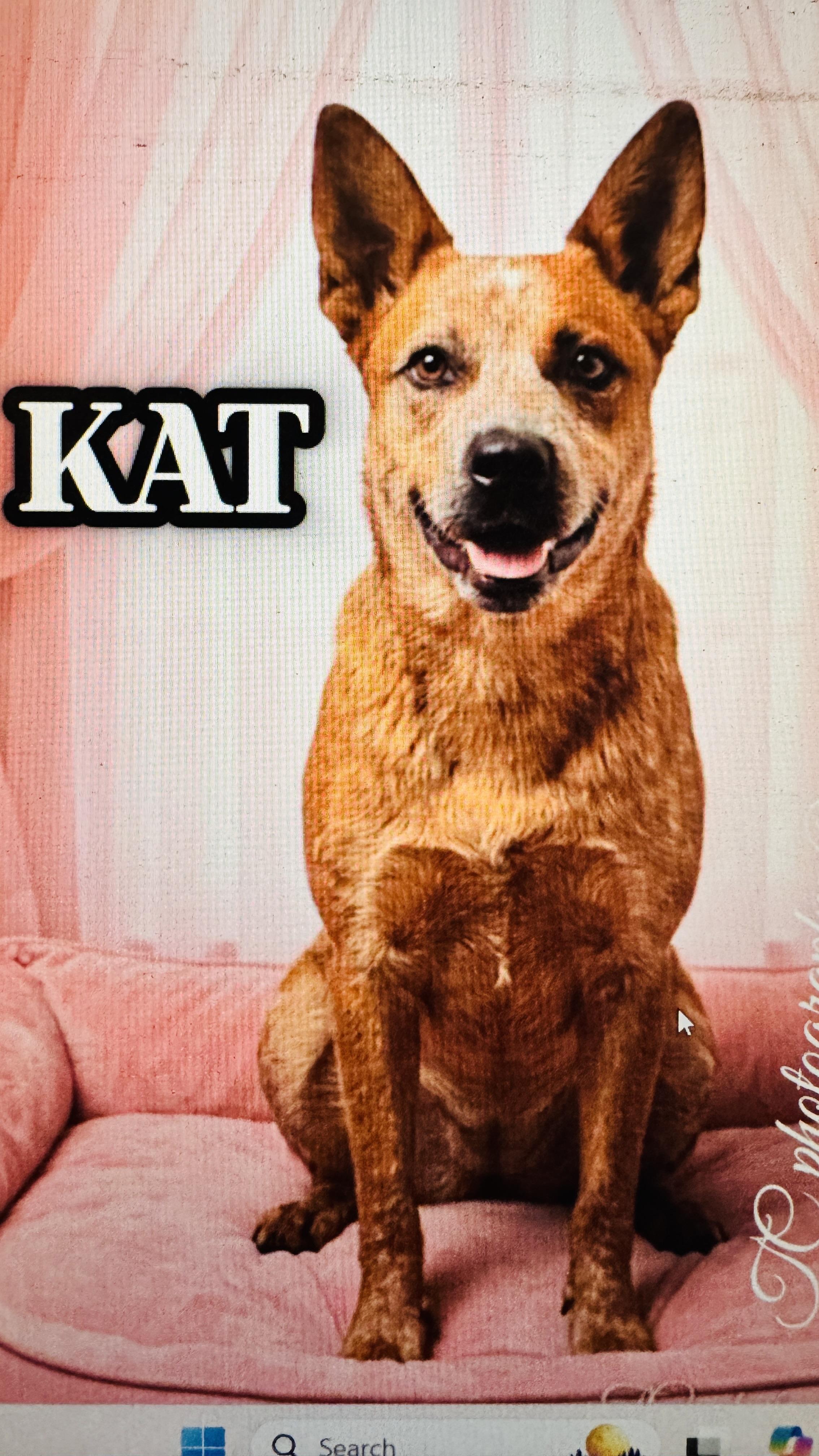 KAT, adopted, Adult Female Australian Cattle Dog / Blue Heeler.