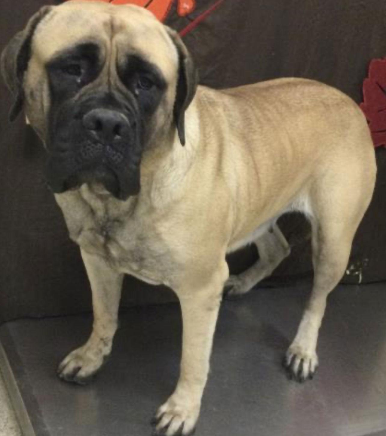 Betty boo, Adoptable, Young Female Bullmastiff.