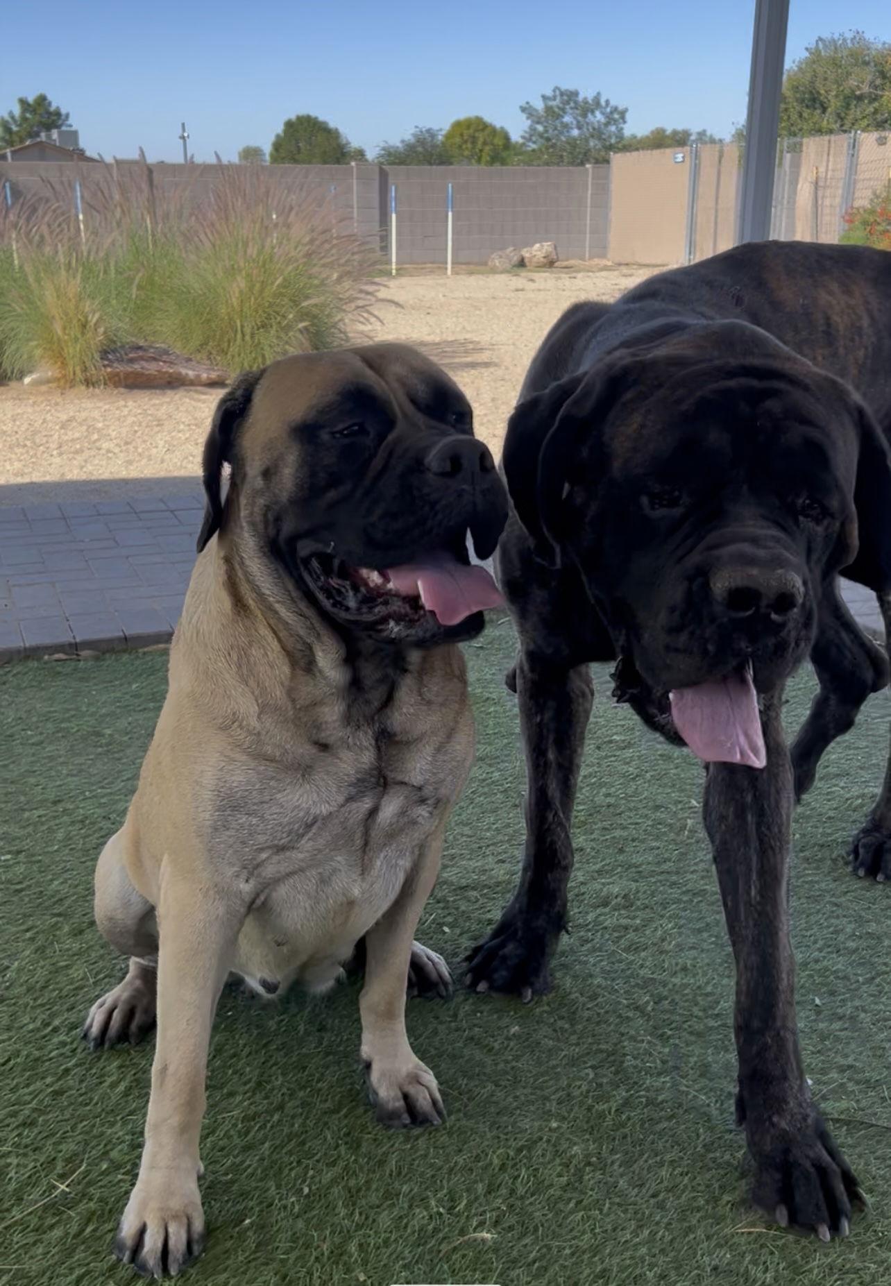 Betty boo, a Adoptable Bullmastiff in Glendale, AZ image 2/3
