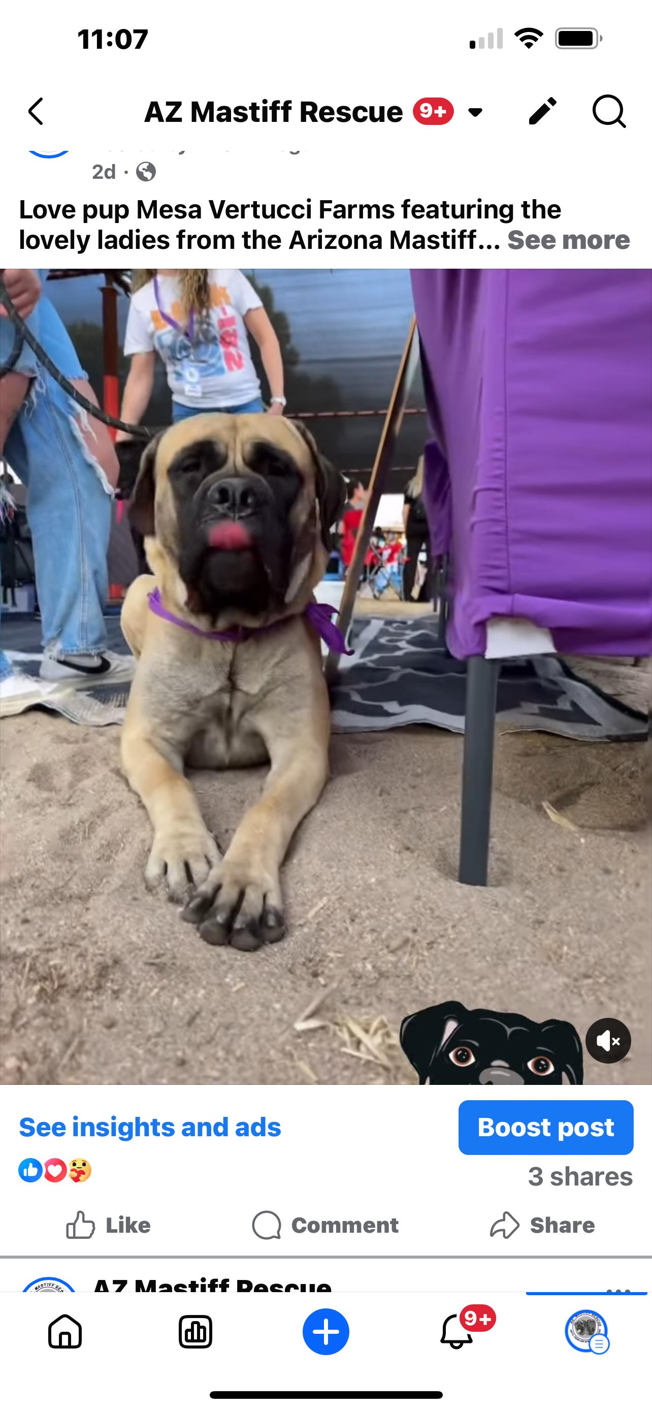 Betty boo, a Adoptable Bullmastiff in Glendale, AZ image 3/3