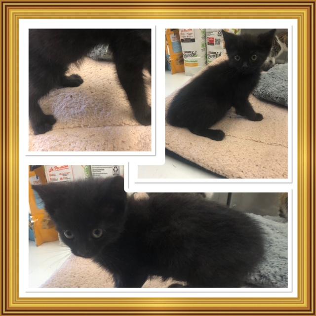 Enlarge COAL, a ADOPTABLE Domestic Short Hair in Buckhannon, WV image 1/1