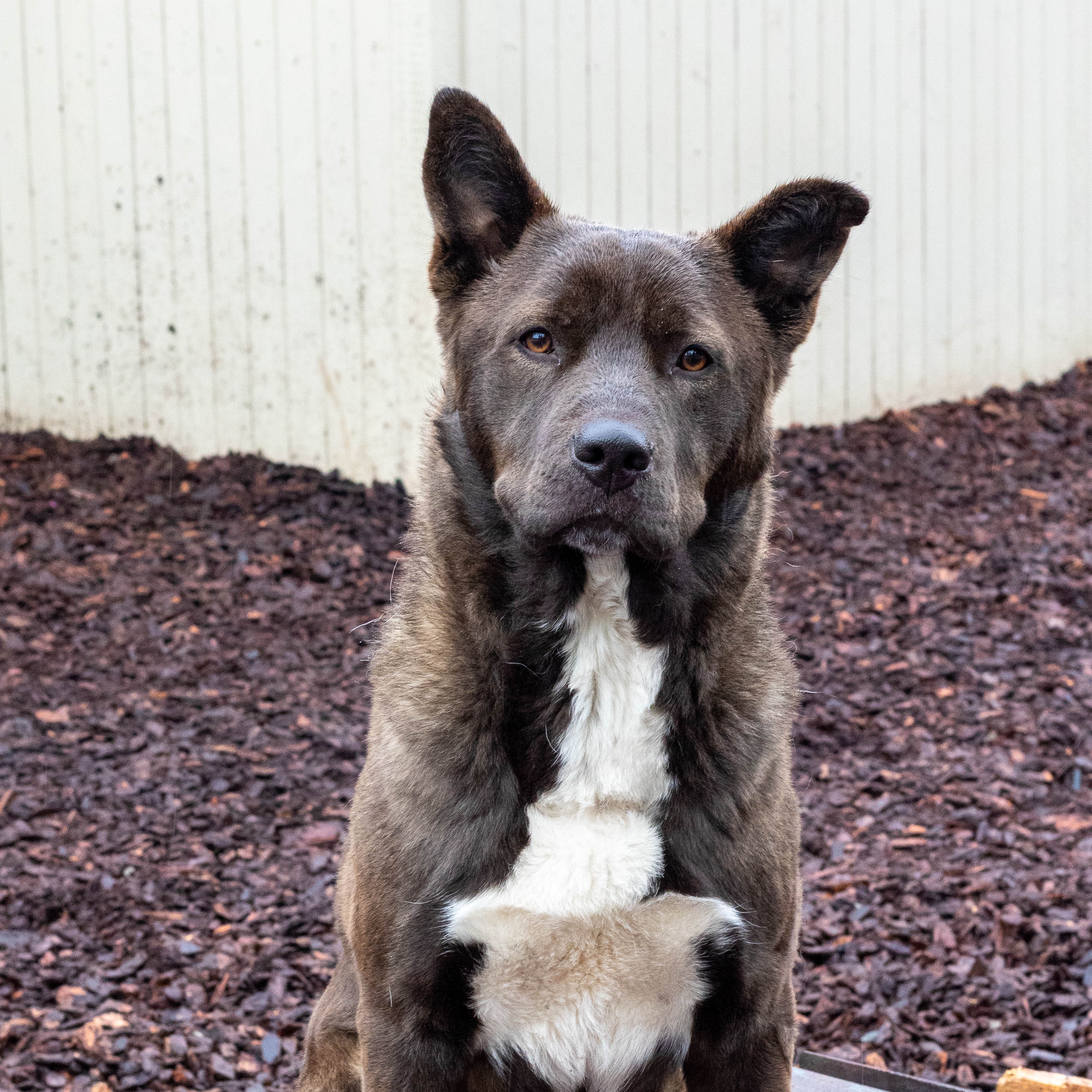 Trac, a Adoptable mixed breed in Sequim, WA image 2/5