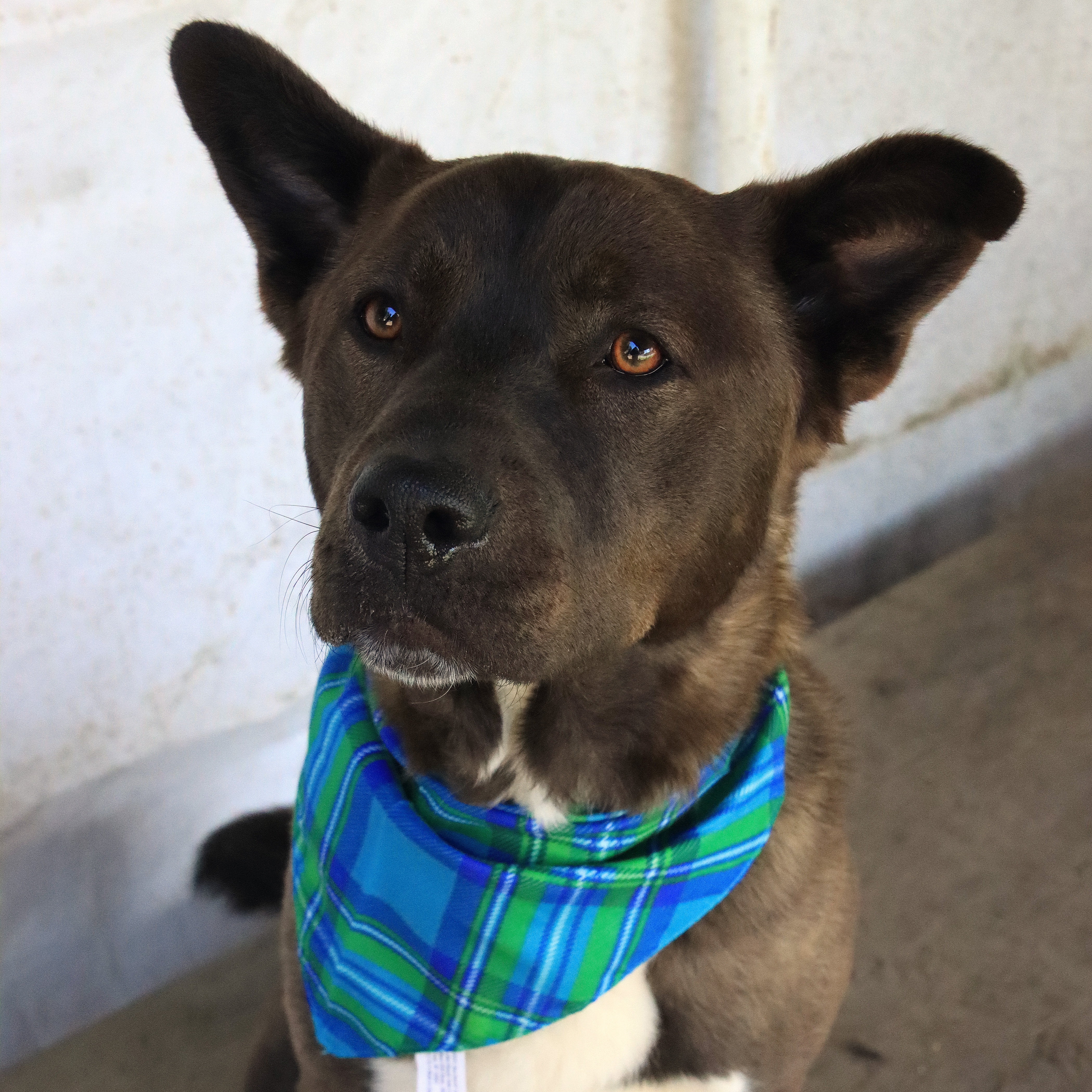 Trac, a Adoptable mixed breed in Sequim, WA image 5/5