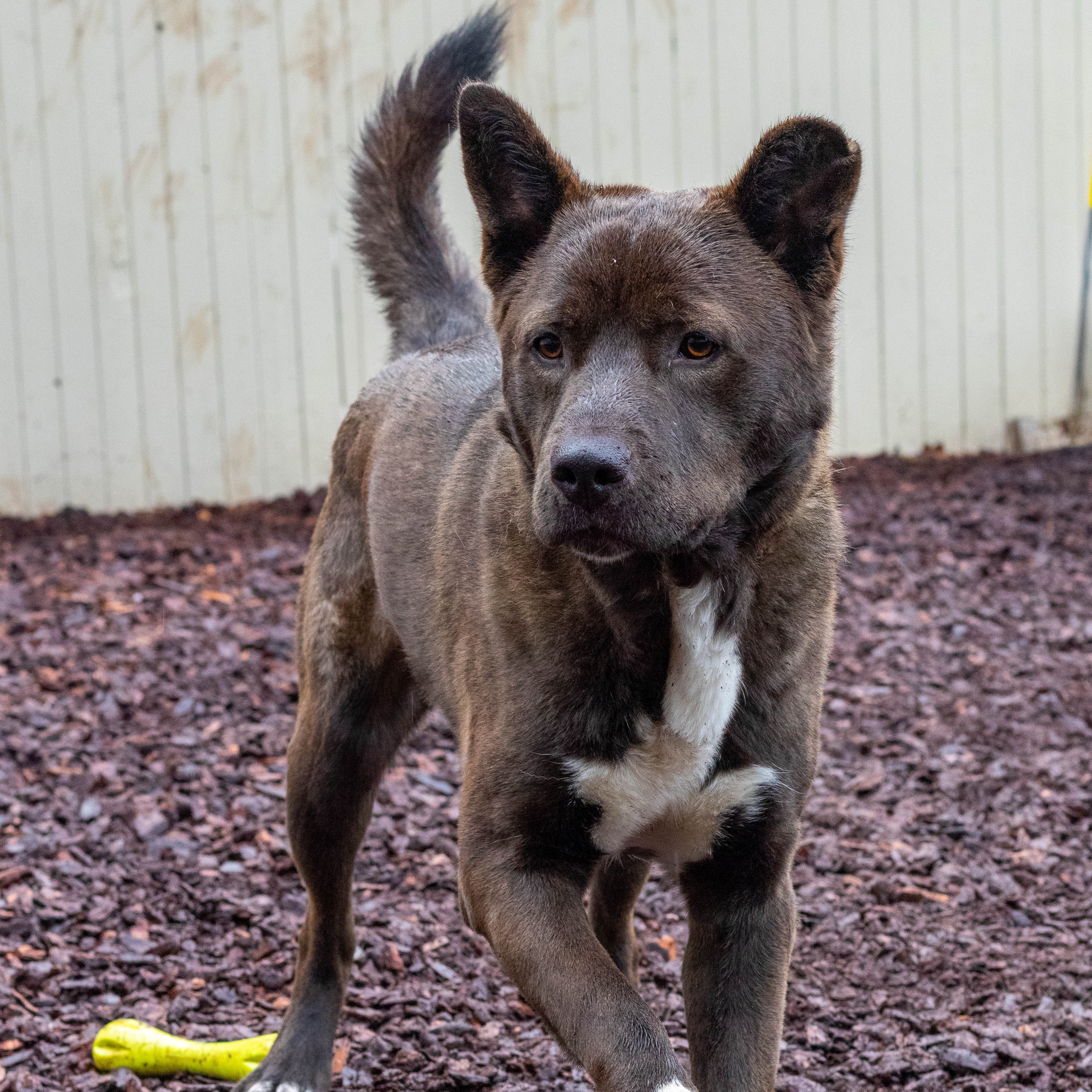 Trac, a Adoptable mixed breed in Sequim, WA image 1/5