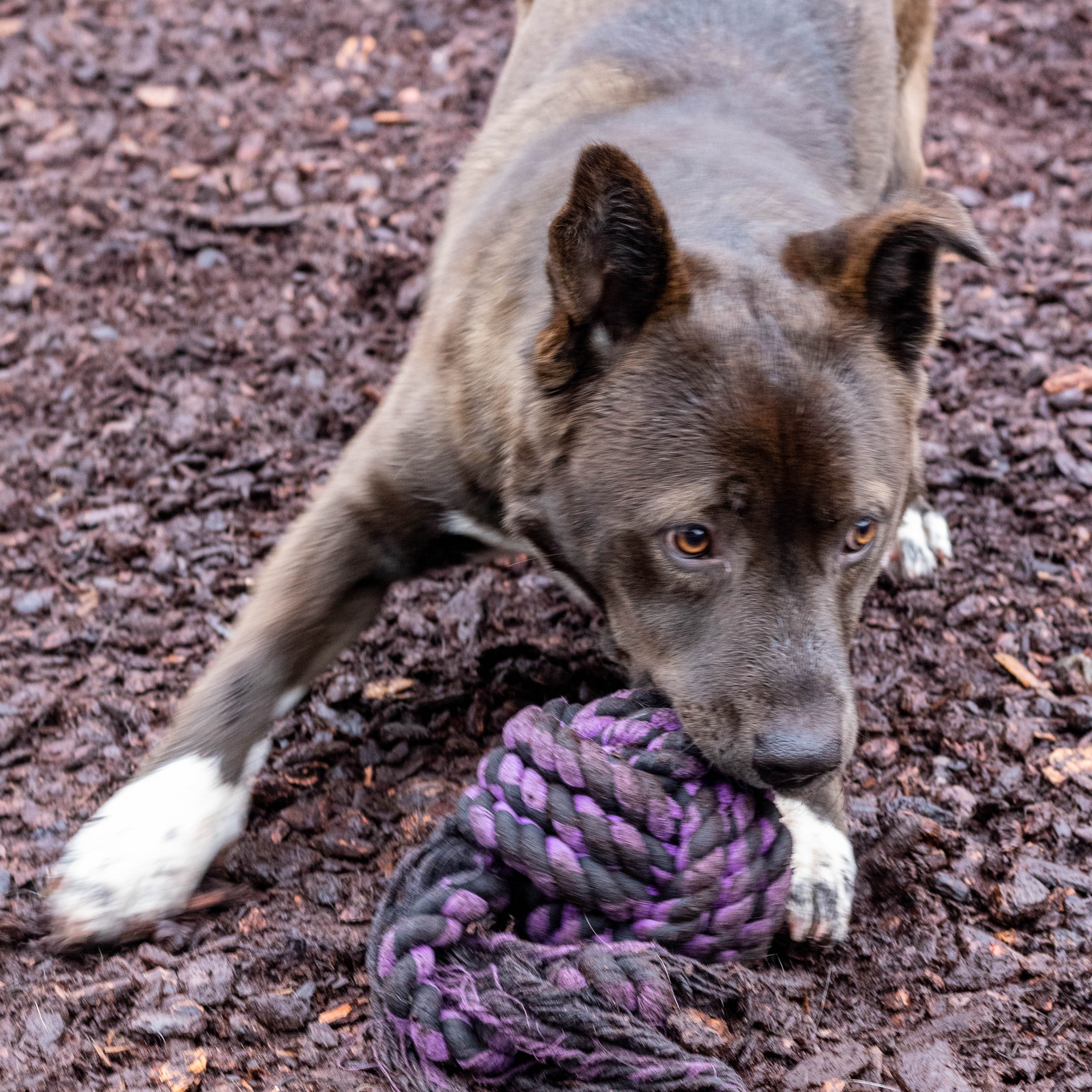 Trac, a Adoptable mixed breed in Sequim, WA image 4/5