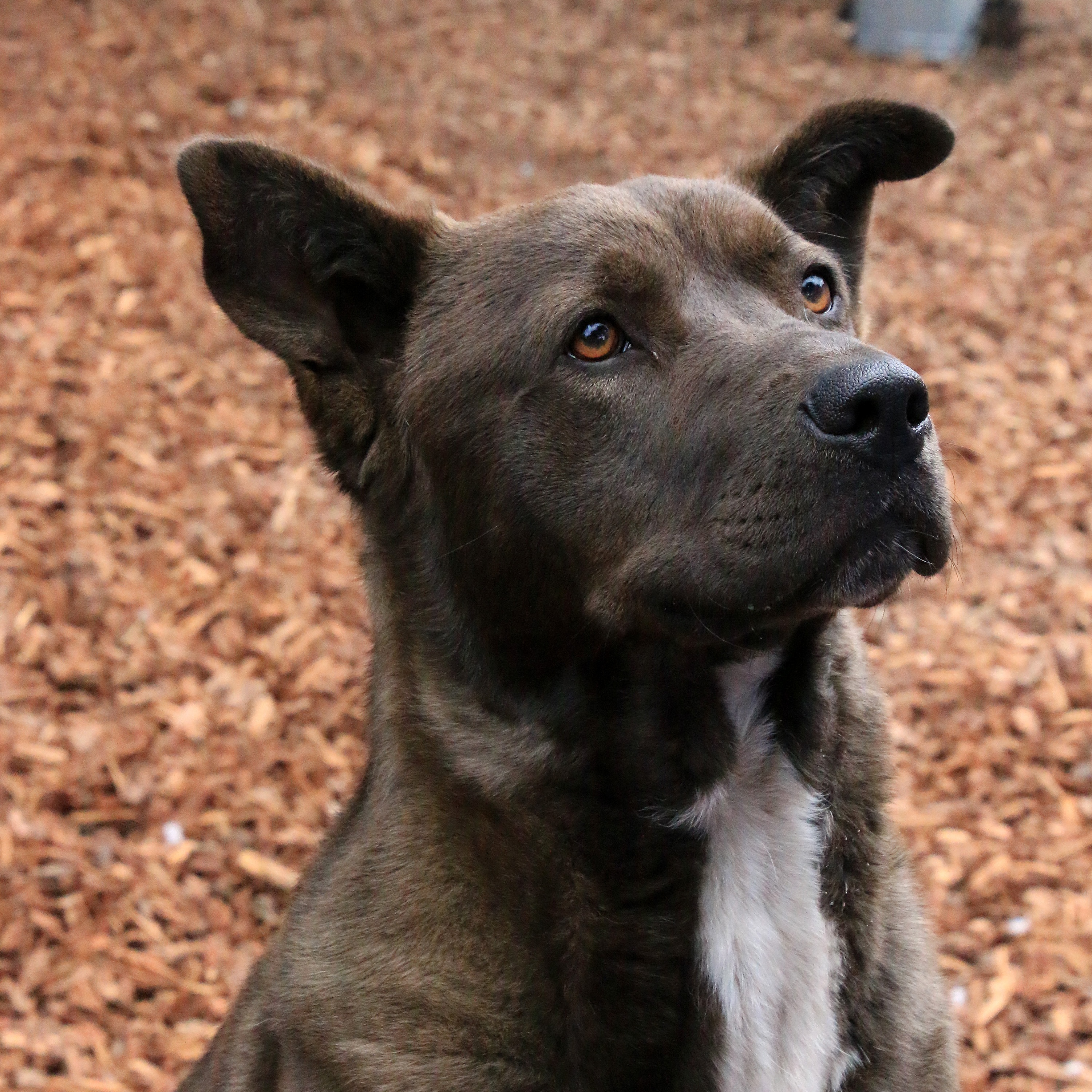 Trac, a Adoptable mixed breed in Sequim, WA image 3/5