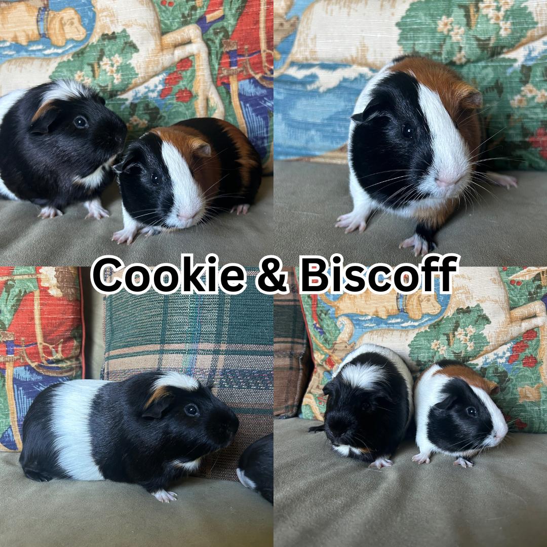 Enlarge Cookie and Biscoff, a Adoptable Guinea Pig in Ripon, CA image 1/1
