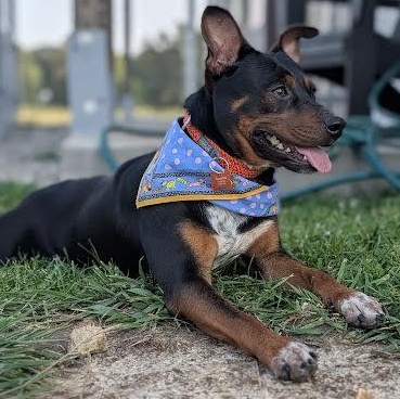 Enlarge Little Dude, a Adoptable mixed breed in Springfield, MO image 3/6